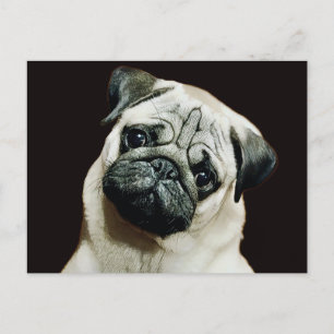 Cute Pug Postcard