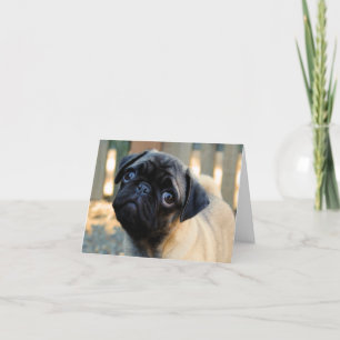 Cute Pug Puppy Birthday Card