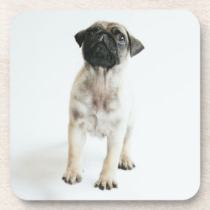Cute Pug Puppy Coaster