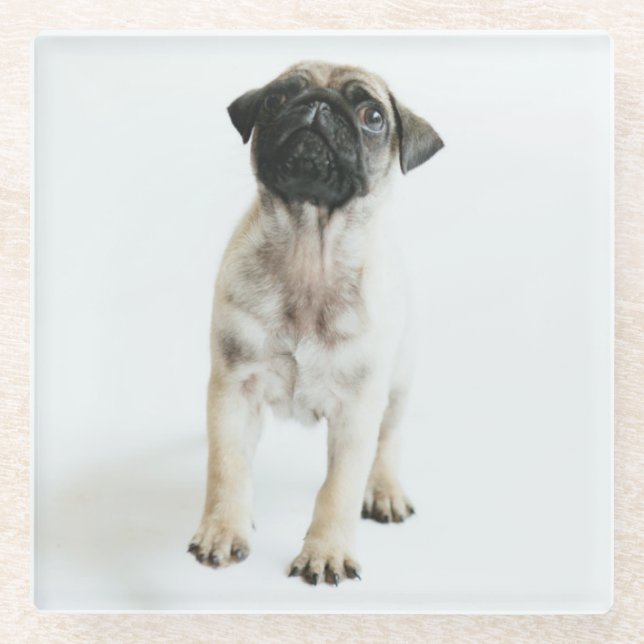 Cute Pug Puppy Glass Coaster (Front)