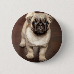 Cute Pug Puppy Photo 6 Cm Round Badge