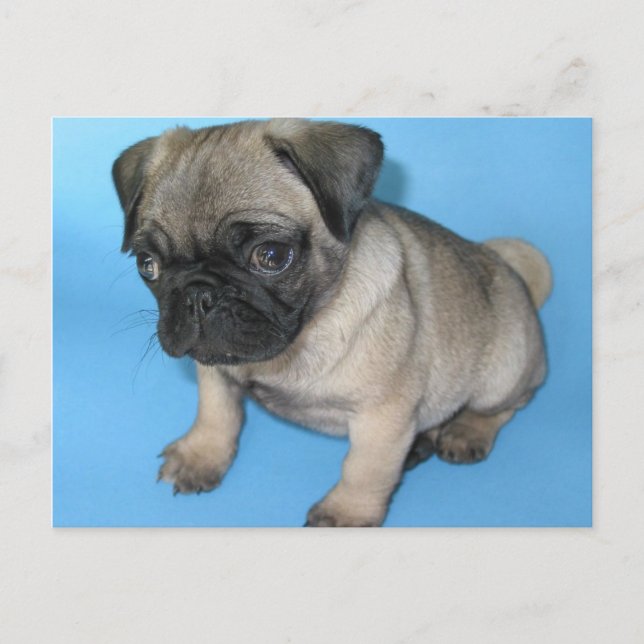 Cute Pug Puppy Postcard (Front)
