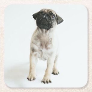 Cute Pug Puppy Square Paper Coaster