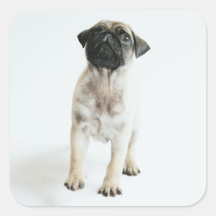 Cute Pug Puppy Square Sticker