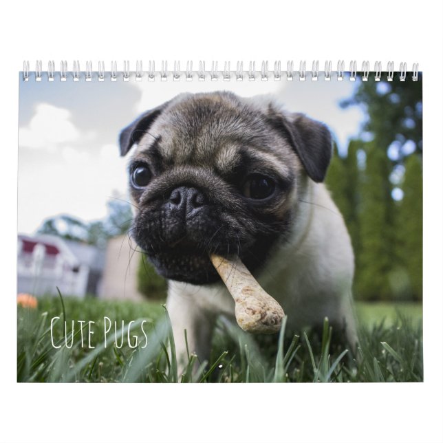 Cute Pugs Dogs Calendar - Customisable (Cover)