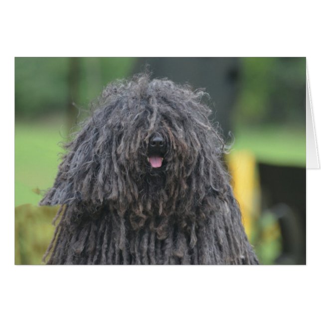 Cute Puli Dog (Front Horizontal)