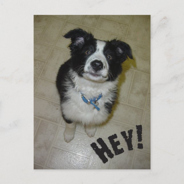 Cute Pup Postcard (Front)