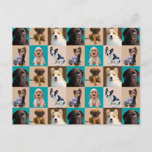 Cute Puppies Dogs Animals Collage Postcard