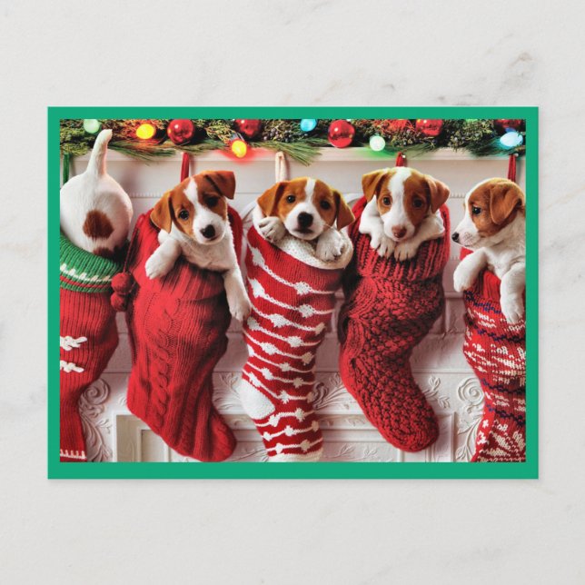 Cute puppies inside Christmas Stockings Holiday Postcard (Front)