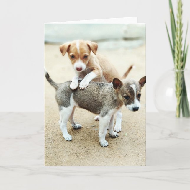 Cute Puppies Playing on Beach Card (Front)