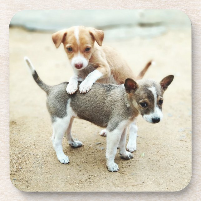 Cute Puppies Playing on Beach Coaster (Front)