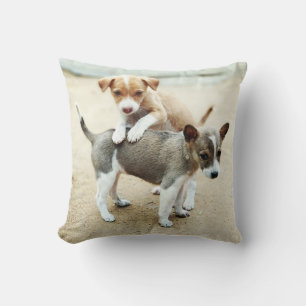 Cute Puppies Playing on Beach Cushion