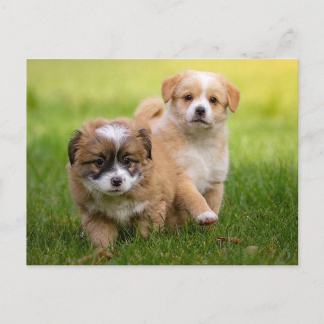 Cute Puppies Postcard (Front)