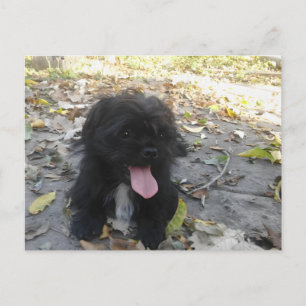 Cute Puppy Alert Postcard