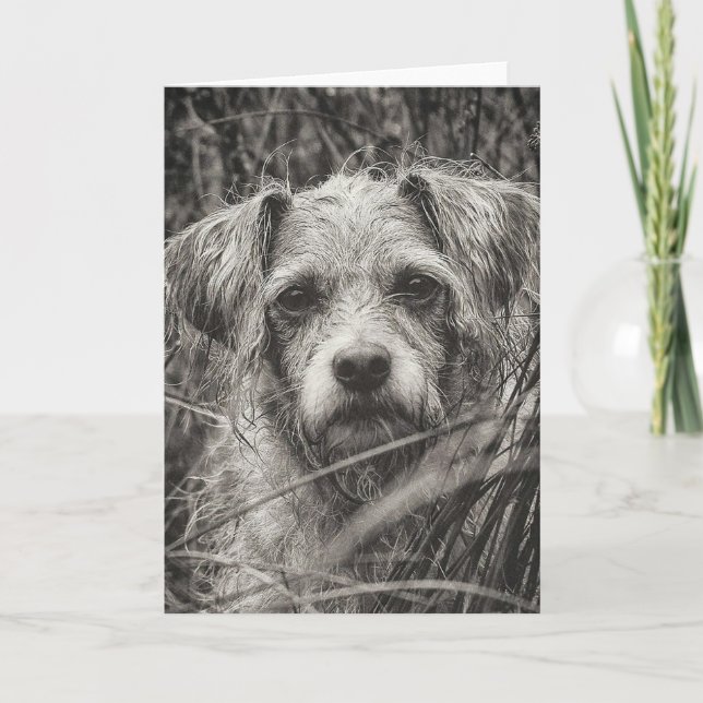 Cute Puppy Black and Whie Portrait Photograph Card (Front)