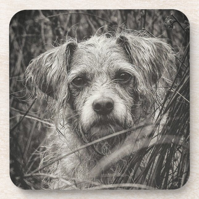 Cute Puppy Black and Whie Portrait Photograph Coaster (Front)