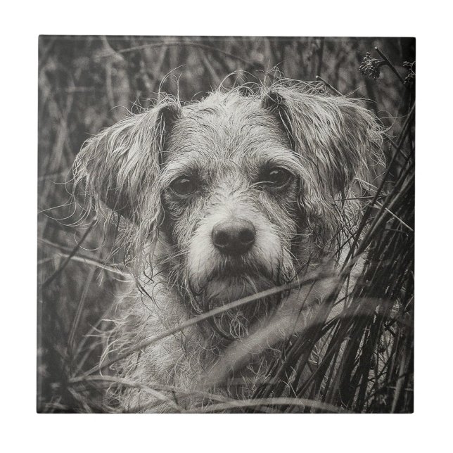 Cute Puppy Black and Whie Portrait Photograph Tile (Front)