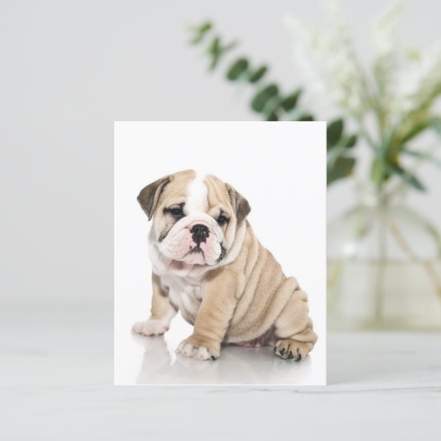 Cute Puppy Bulldog Sad (Standing Front)