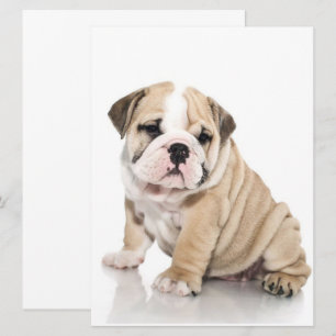 Cute Puppy Bulldog Sad