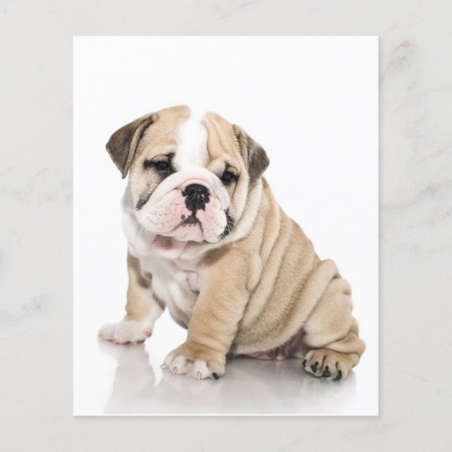 Cute Puppy Bulldog Sad Flyer (Front)