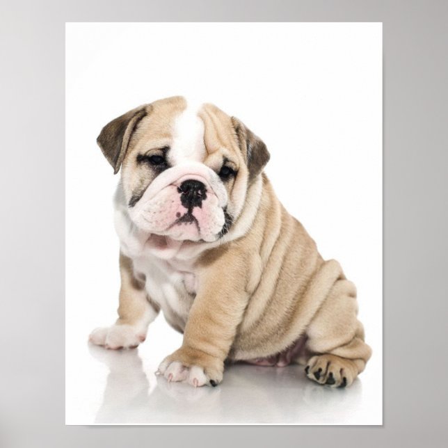 Cute Puppy Bulldog Sad Poster (Front)