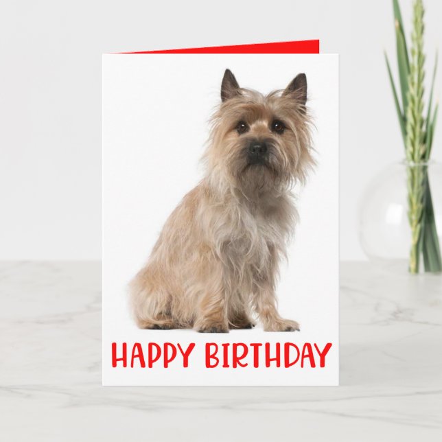 Cute Puppy Cairn Terrier Dog Birthday Card (Front)