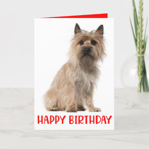 Cute Puppy Cairn Terrier Dog Birthday Card