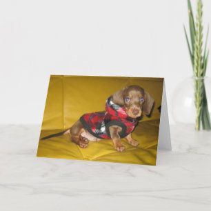 Cute puppy dachshund blank greeting card