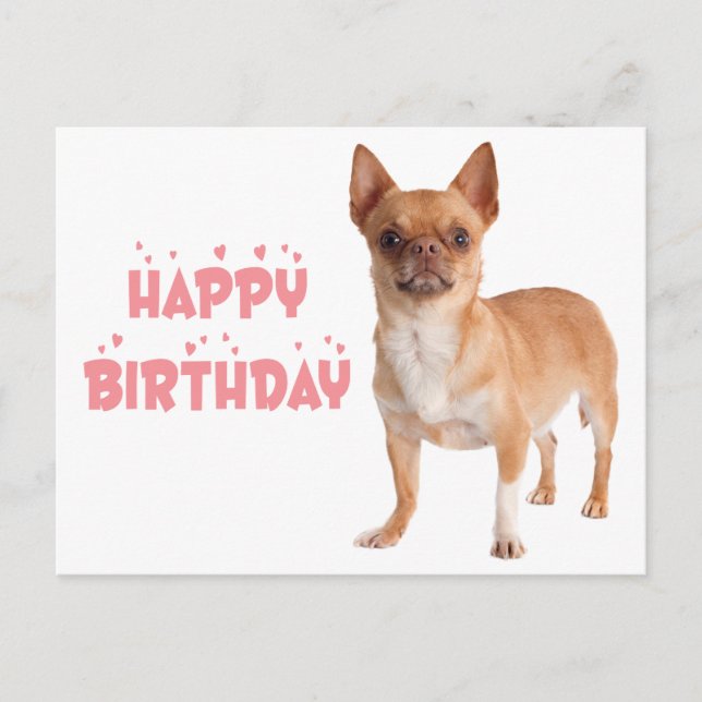 Cute Puppy Dog Bday Funny Chihuahua Birthday    Postcard (Front)