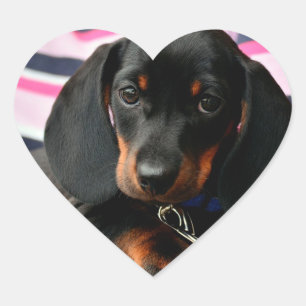 Cute Puppy Dog Face Sticker