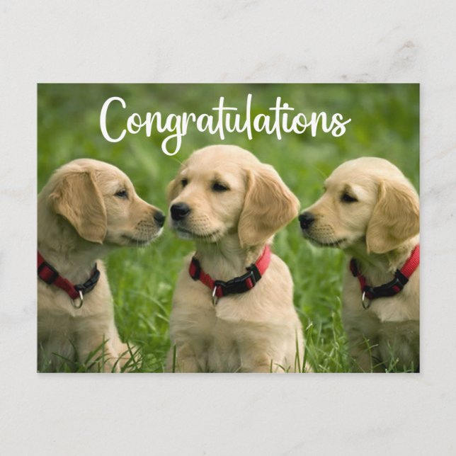 Cute Puppy Dog Golden Retriever Congratulations Postcard (Front)
