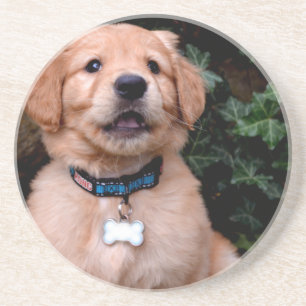 Cute puppy dog Golden Retriever Puppy Coaster