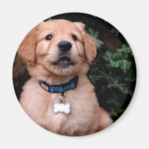 Cute puppy dog Golden Retriever Puppy Magnet