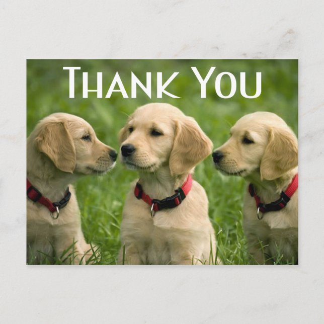 Cute Puppy Dog Golden Retriever Thank You Postcard (Front)