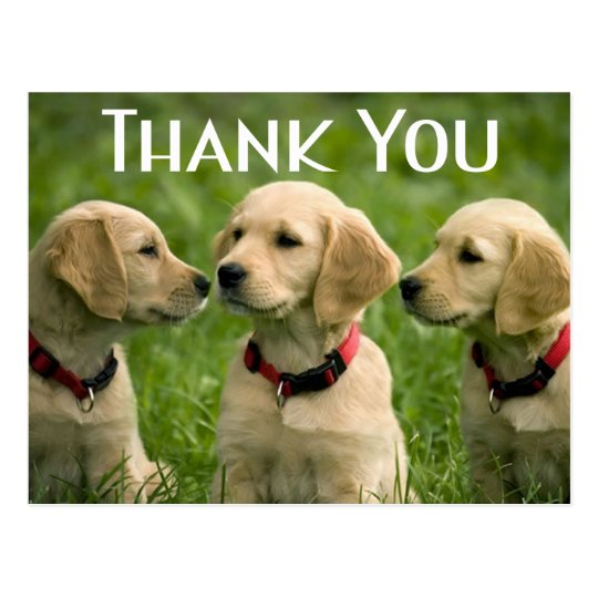 Cute Puppy Dog Golden Retriever Thank You Postcard | Zazzle.co.uk