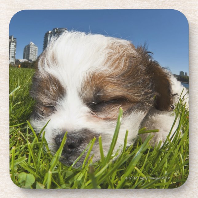 Cute puppy dog in park, Vancouver, BC, Canada. Coaster (Front)