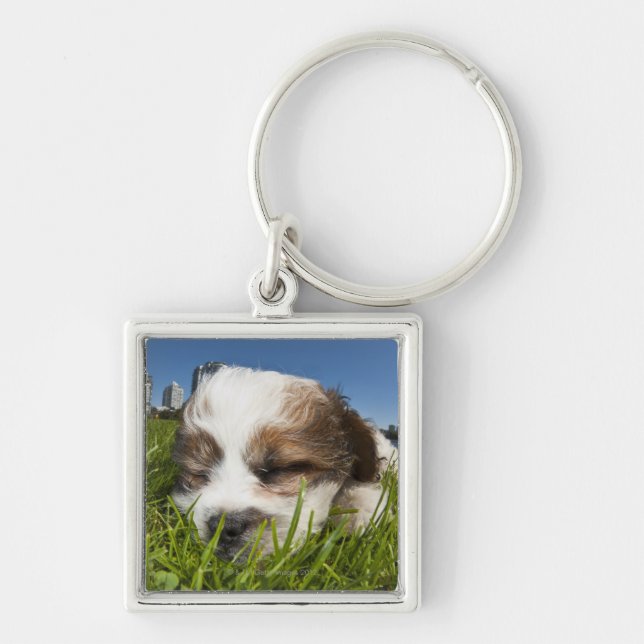 Cute puppy dog in park, Vancouver, BC, Canada. Key Ring (Front)