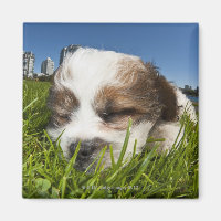 Cute puppy dog in park, Vancouver, BC, Canada.