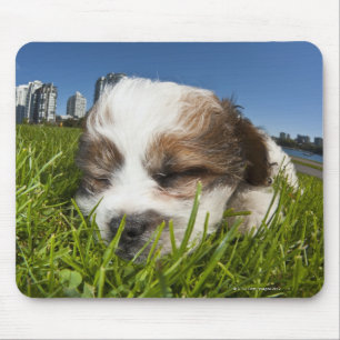 Cute puppy dog in park, Vancouver, BC, Canada. Mouse Mat