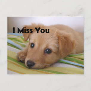 Cute Puppy Dog Look Postcard