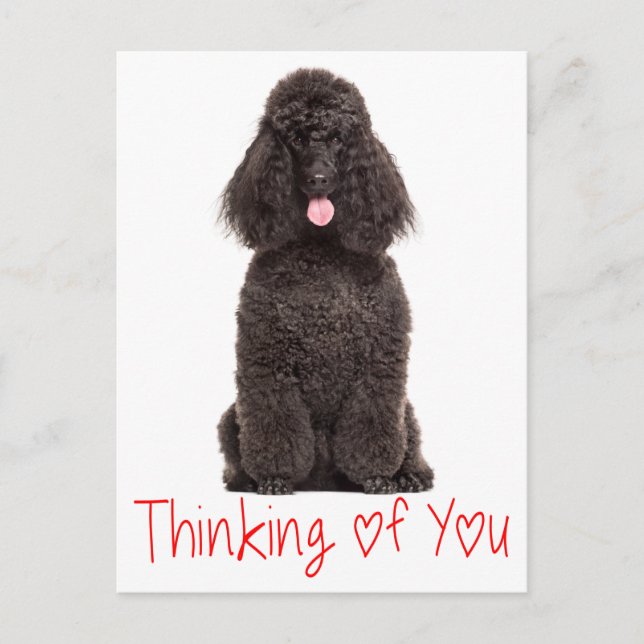 Cute Puppy Dog Love Black Poodle Thinking of You Postcard (Front)