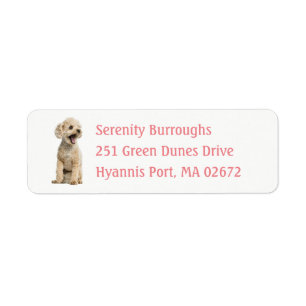 Cute Puppy Dog Lover Apricot Miniature Poodle  Lab