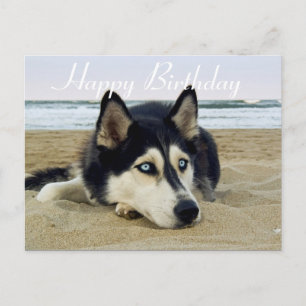 Cute Puppy Dog Lover Siberian Husky Birthday Postcard