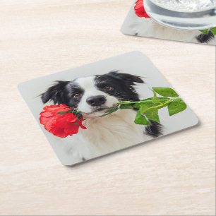 Cute Puppy Dog Rose Black White Border Collie Square Paper Coaster