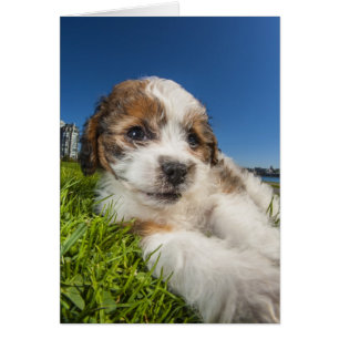 Cute puppy dog (Shitzu)