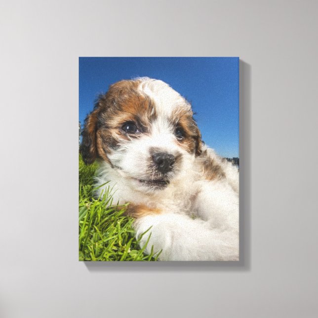 Cute puppy dog (Shitzu) Canvas Print (Front)