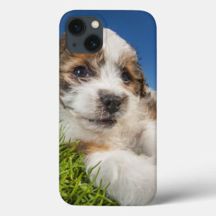 Cute puppy dog (Shitzu) iPhone 13 Case