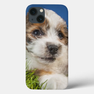 Cute puppy dog (Shitzu) iPhone 13 Case