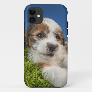 Cute puppy dog (Shitzu) iPhone 11 Case