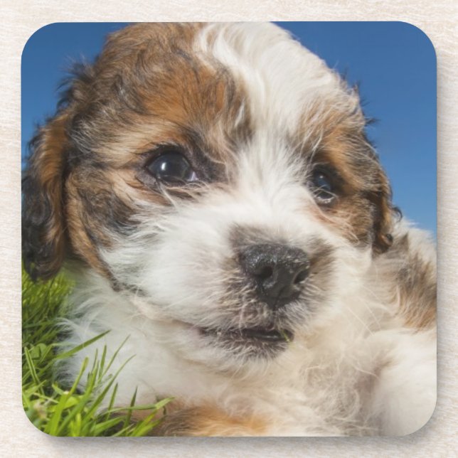 Cute puppy dog (Shitzu) Coaster (Front)